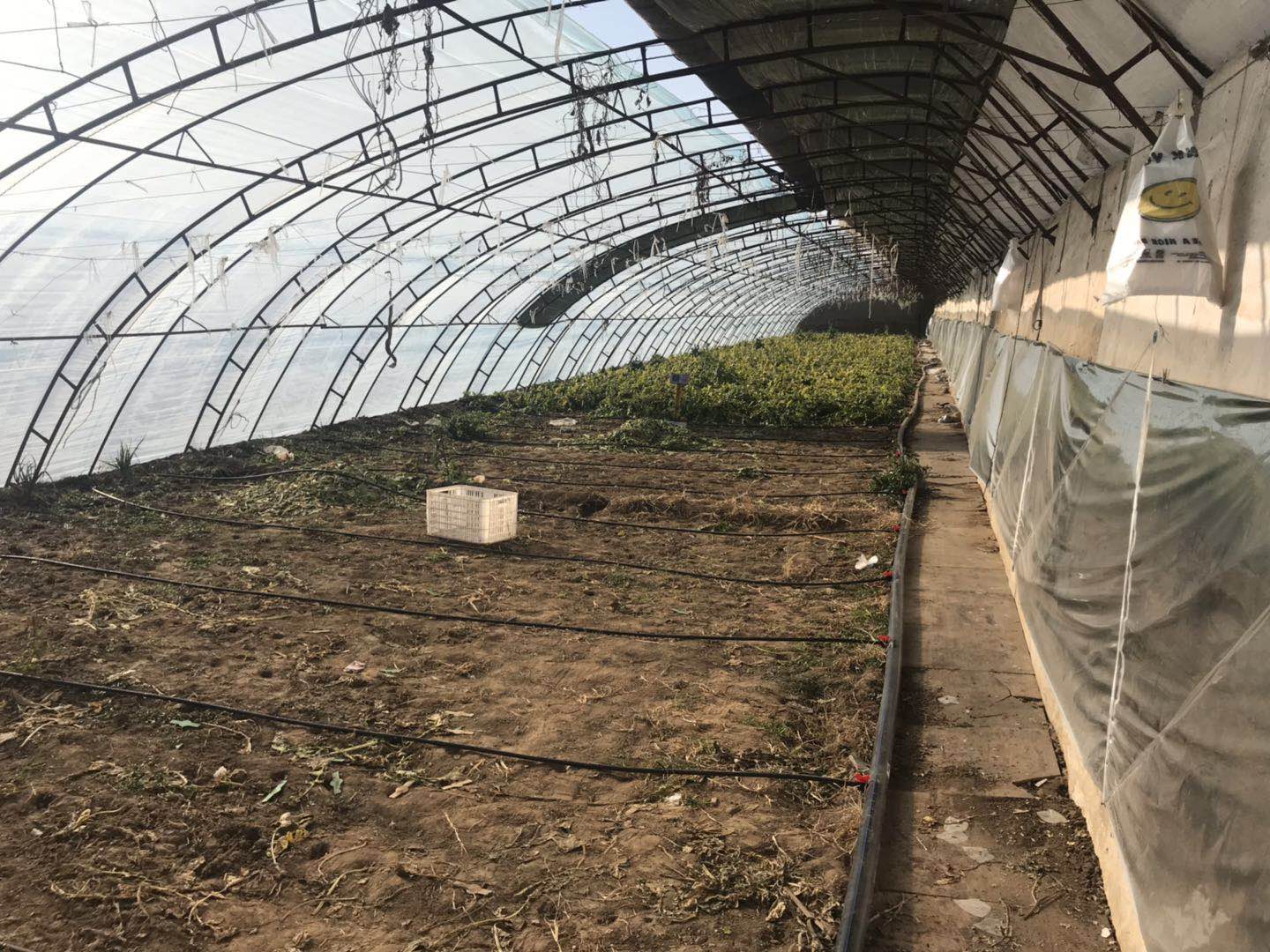大棚水肥一体化技术应用