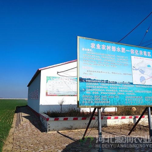 南皮小麦5.jpg